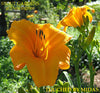Golden Daylily 'TOUCHED BY MIDAS' at 'Stout Gardens At Dancingtree'.