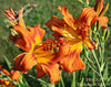 Orange and yellow daylily flowers named 'Trickster' in the garden at 'Stout Gardens at Dancingtree'.