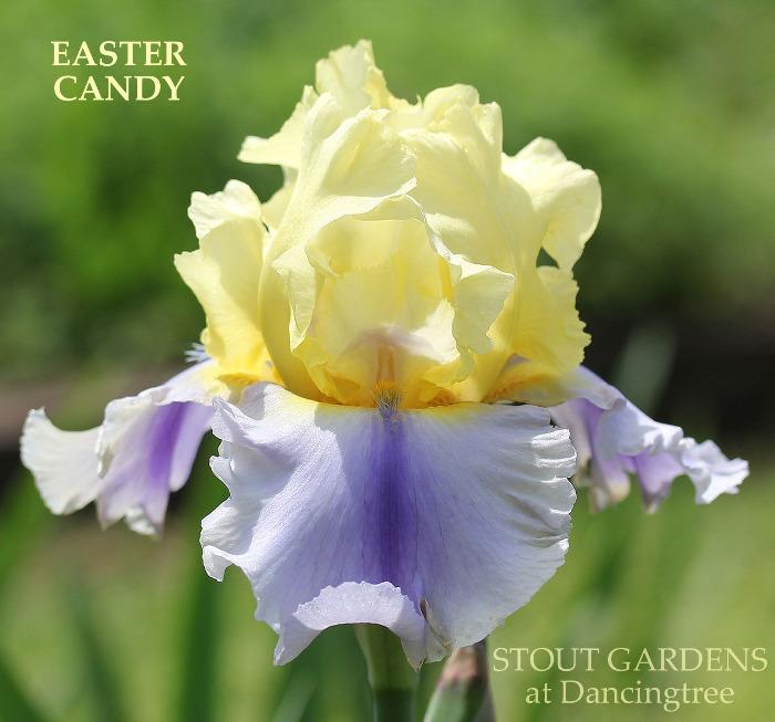 Iris Easter Candy