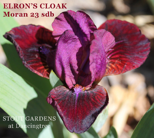 Iris Elron's Cloak