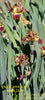Iris Enlighten Up