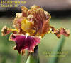 Iris Enlighten Up