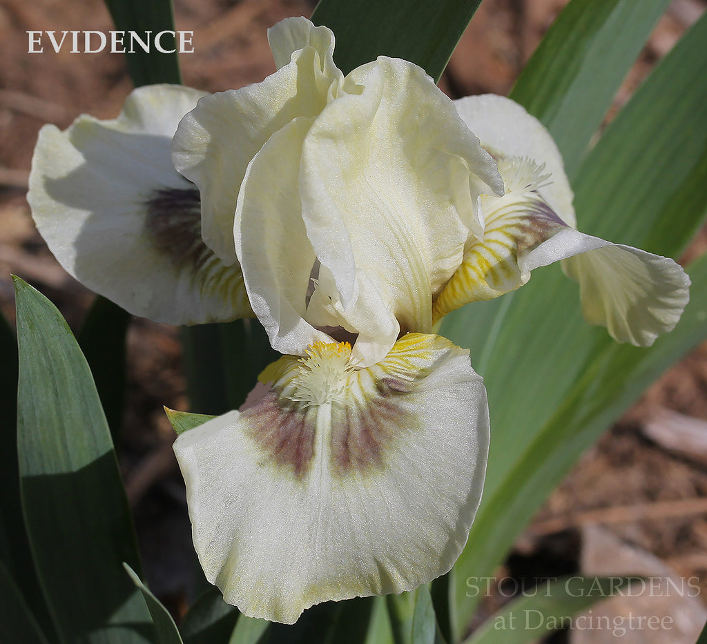 Iris Evidence