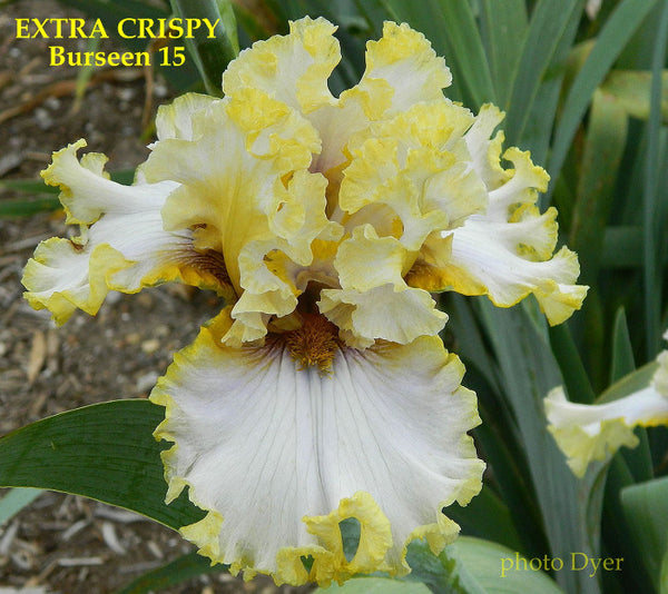 Iris Extra Crispy