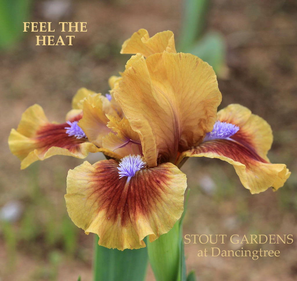 Iris Feel The Heat