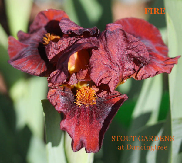 Iris Fire