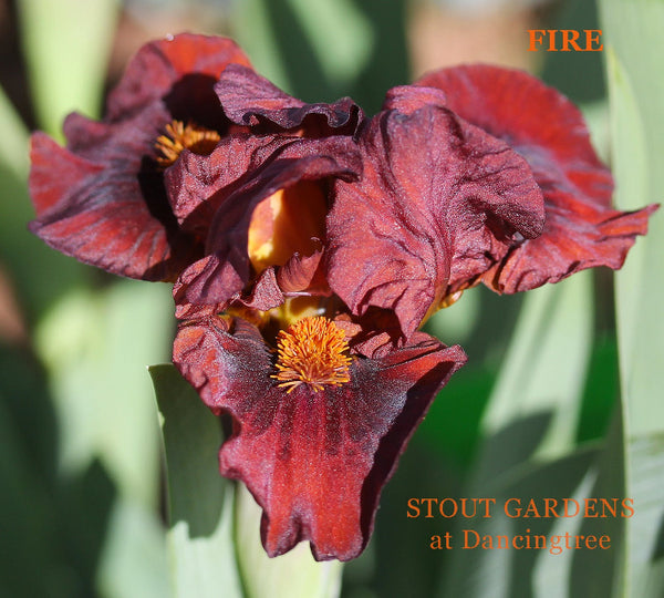 Iris Fire