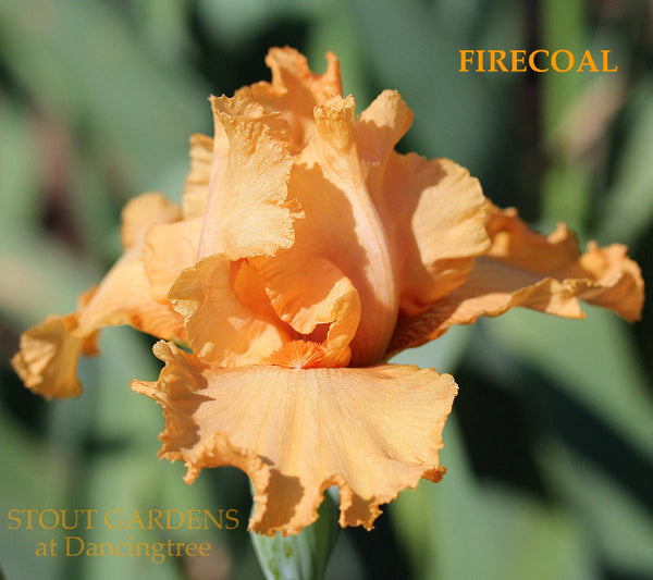 Iris Firecoal