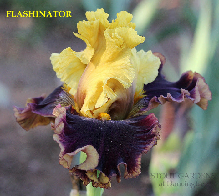 Iris Flashinator