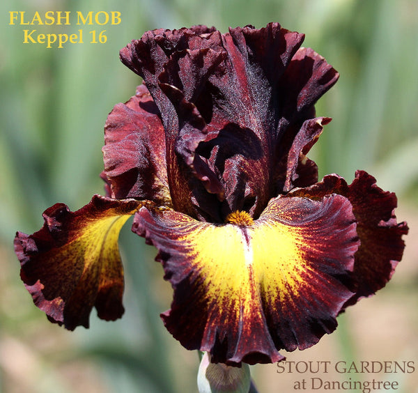 Iris Flash Mob