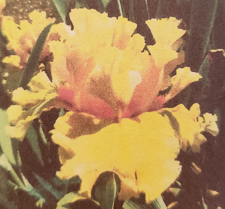 Iris Flashy Moment