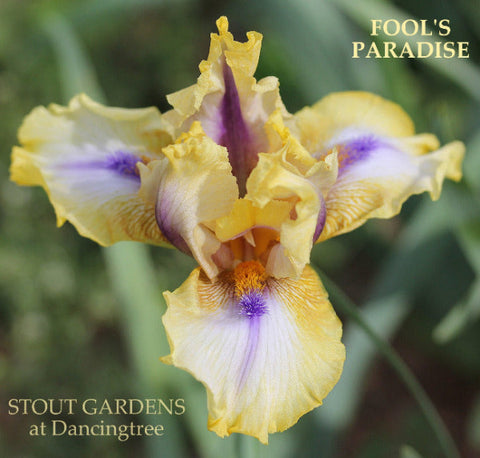 Iris Fool's Paradise