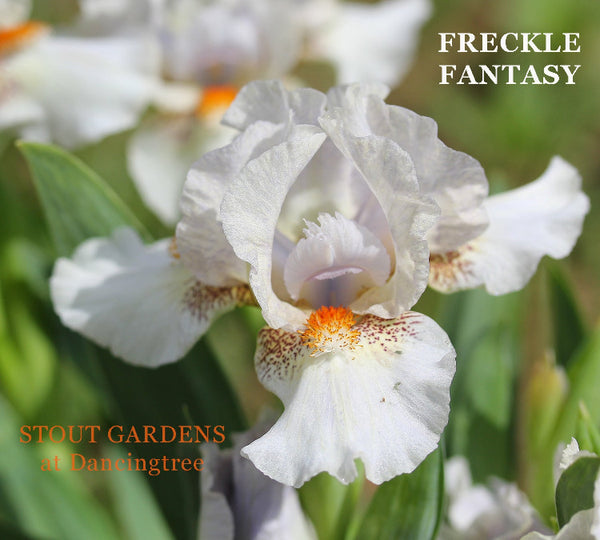 Iris Freckle Fantasy