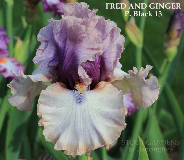 Iris Fred And Ginger