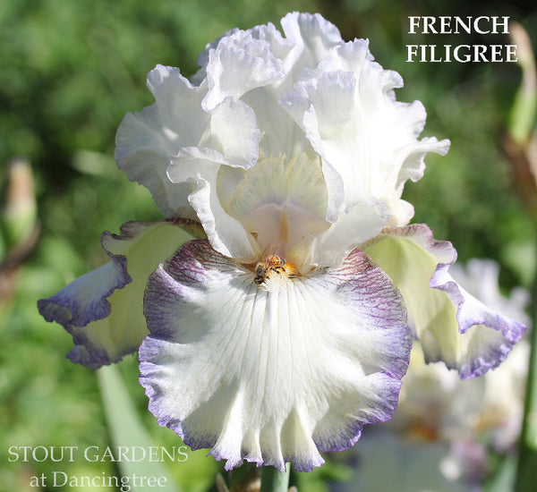 Iris French Filigree