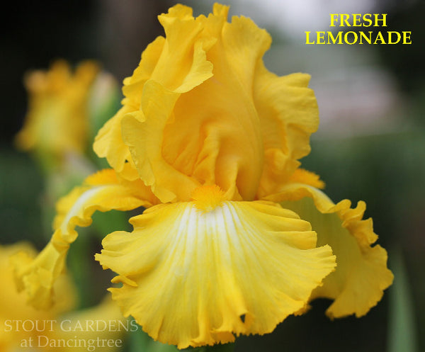 Iris Fresh Lemonade