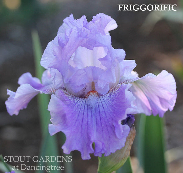 Iris Frigorrific