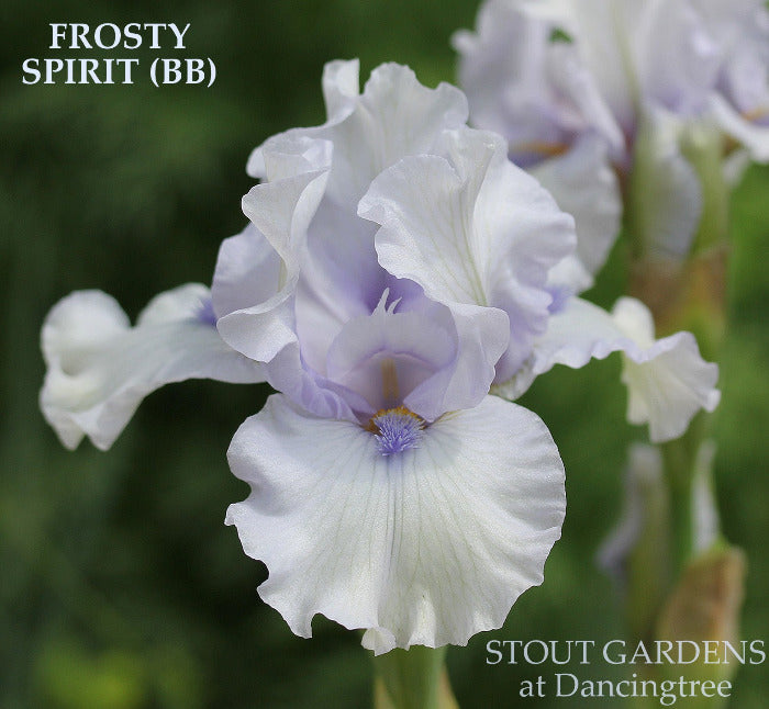 Iris Frosty Spirit