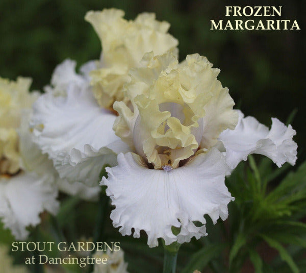 Iris Frozen Margarita