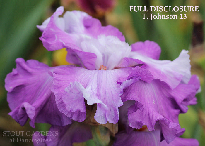 Iris Full Disclosure
