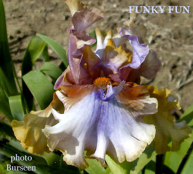 Iris Funky Fun