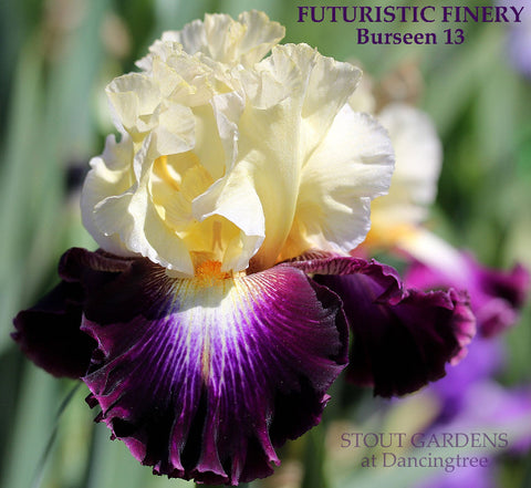 Iris Futuristic Finery