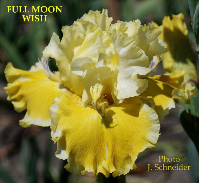 Iris Full Moon Wish