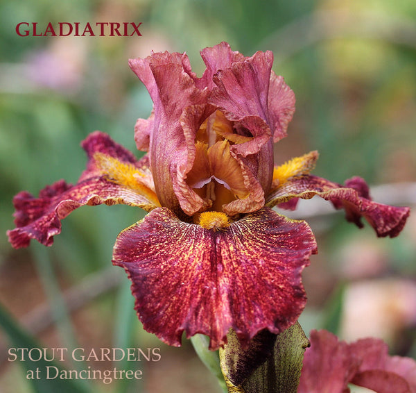 Iris Gladiatrix
