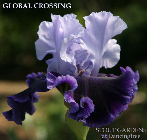 Iris Global Crossing