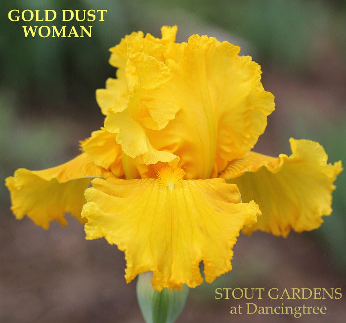 Iris Gold Dust Woman