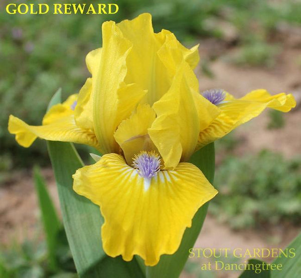 Iris Gold Reward