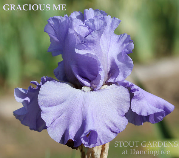 Iris Gracious Me