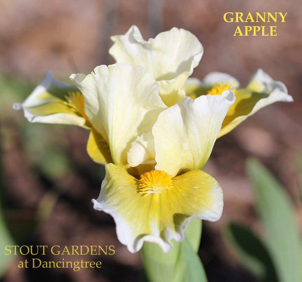 Iris Granny Apple