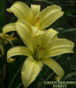 Daylily Green Dolphin Street