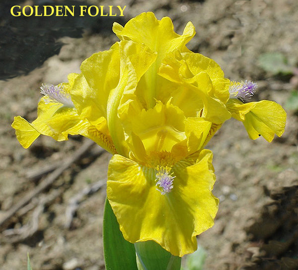 Iris Golden Folly