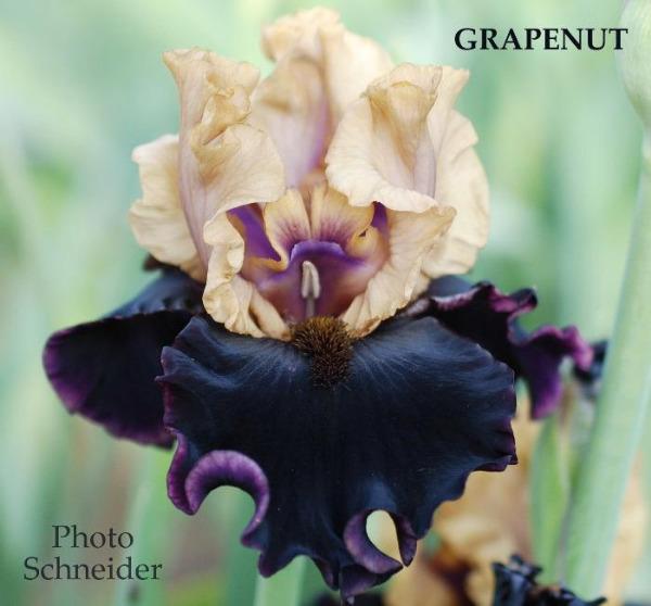 Iris Grapenut