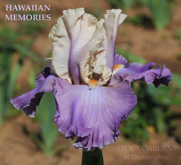 Iris Hawaiian Memories