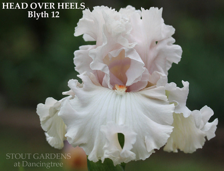 Iris Head Over Heels