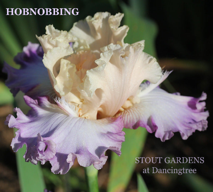 Iris Hobnobbling