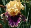 Iris Hollywood Lights