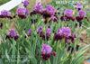 Iris Holy Ground
