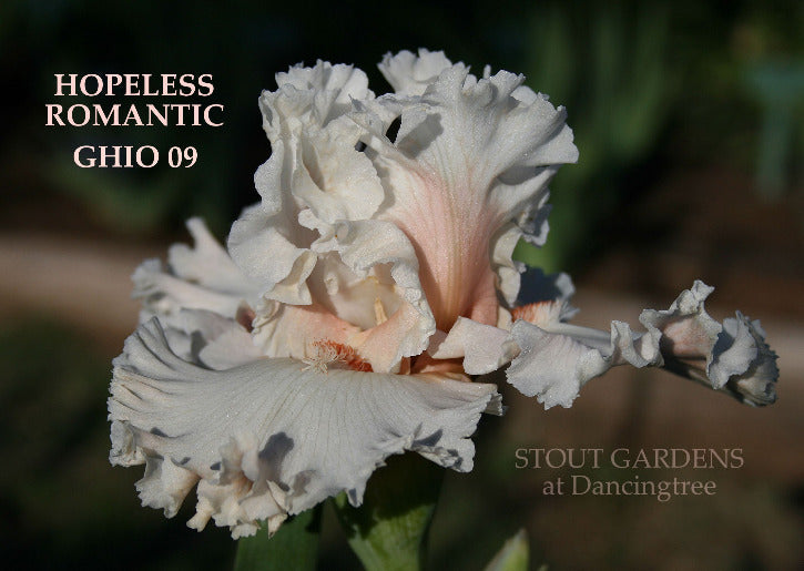 Iris Hopeless Romantic