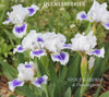 Iris Huckleberries