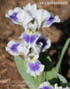 Iris Huckleberries