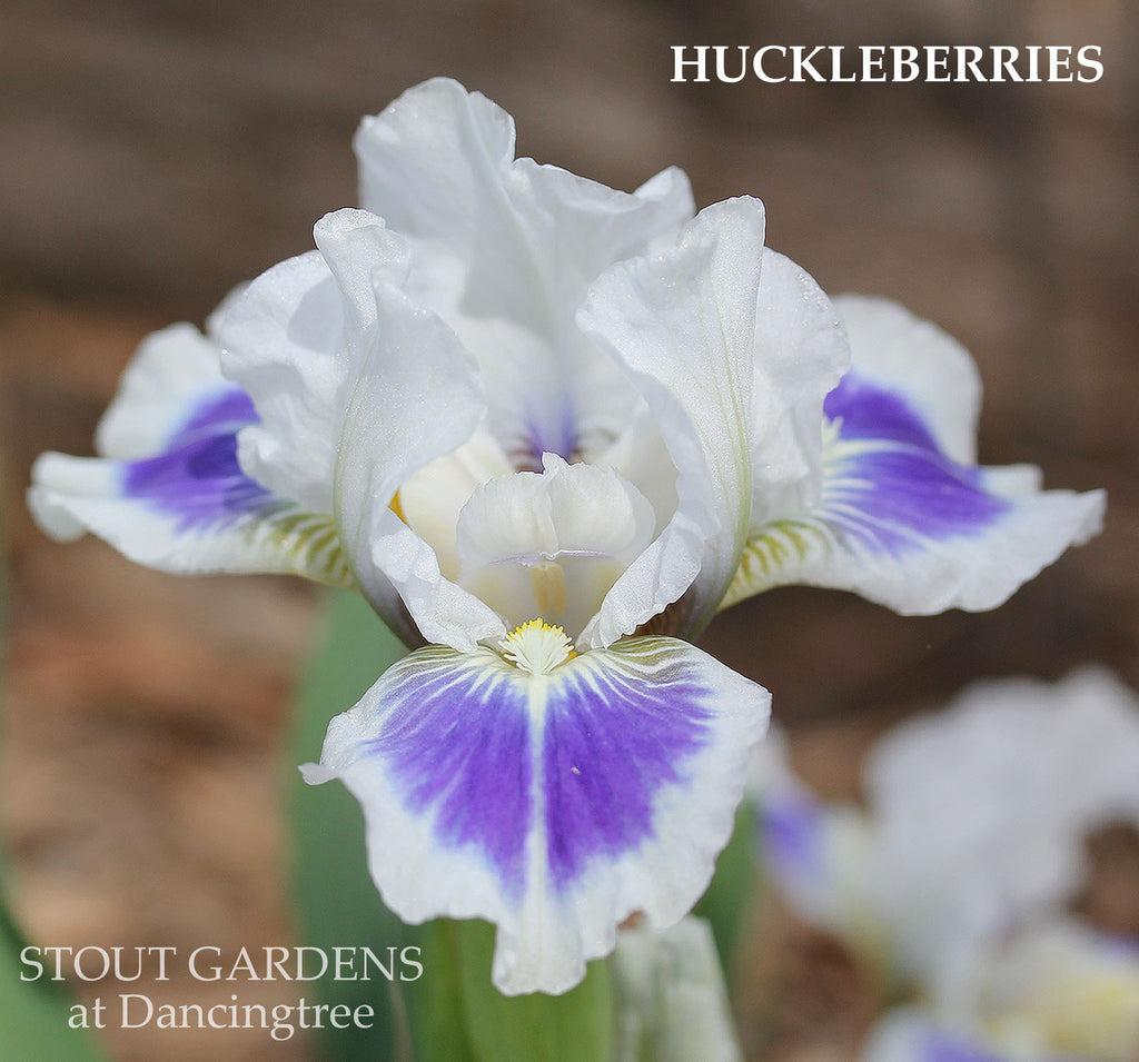 Iris Huckleberries