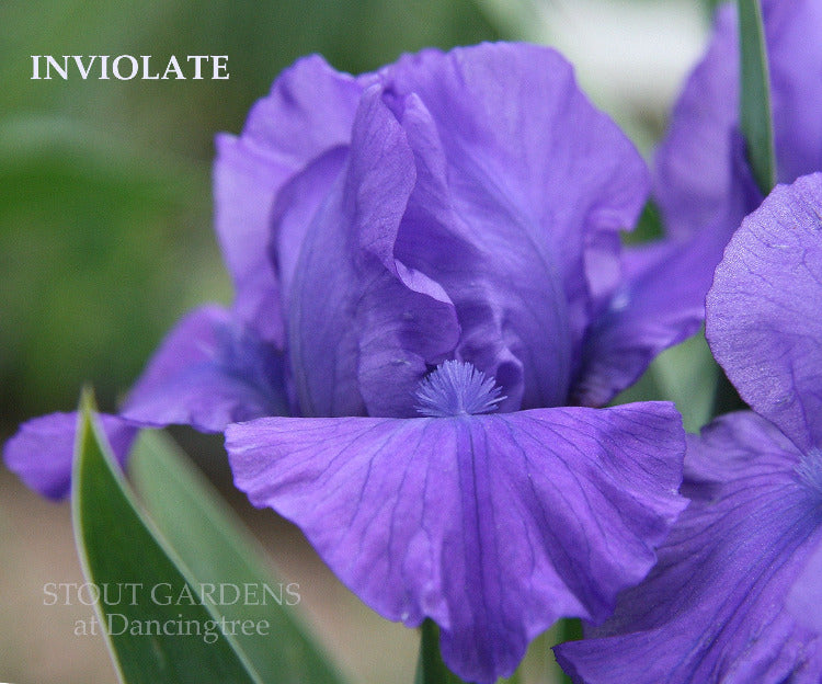 Iris Inviolate