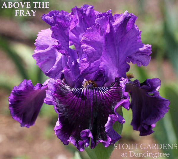 Tall Bearded Iris 'Above The Fray' with a rich purple to dark purple tones and heavy ruffling at 'Stout Gardens at Dancingtree'.