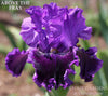 Tall Bearded Iris 'Above The Fray' with a rich purple to dark purple tones and heavy ruffling at 'Stout Gardens at Dancingtree'.