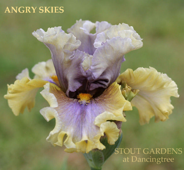 Tall bearded iris 'Angry Skies', a purple and yellow iris flower at 'Stout Gardens at Dancingtree'.