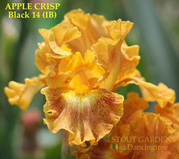 Close-up of the yellow and maroon luminata plicata intermediate bearded iris flower 'Apple Crisp' at 'Stout Gardens'.